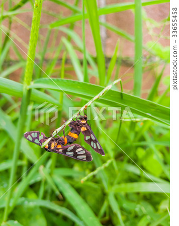 Insects Mating On Green Grass, Little Butterfly Insects Mating On Green Grass, Little Butterfly 33655458