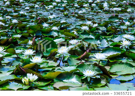 Water lily of Ishizaka pond Sasebo Sethihara 33655721