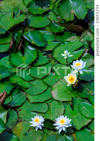 石坂池塘佐世瀨水原的睡蓮 33655734