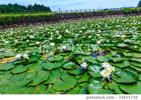 Water lily of Ishizaka pond Sasebo Sethihara Water lily of Ishizaka pond Sasebo Sethihara 33655738
