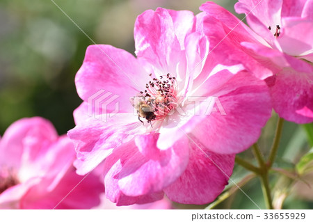 Backlit rose flower (cute image) Backlit rose flower (cute image) 33655929
