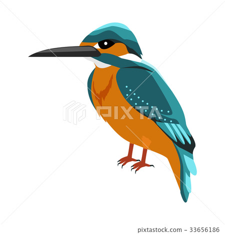 Kingfisher Flat Design Vector Illustration 33656186