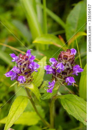 Utsubogus（廣島縣笠原市）盛開在廣島縣道山市 33656457