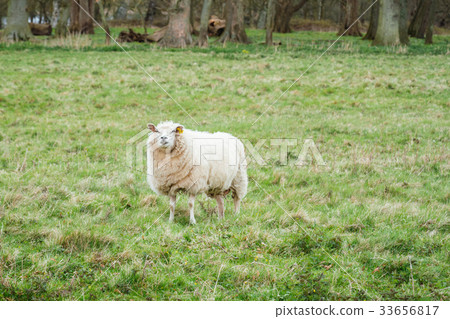 Sheep on a meadow 33656817