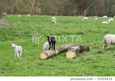 Sheep on a meadow 33656818
