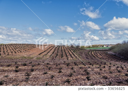 A tree farm growing Christmas trees 33656825