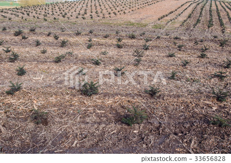 A tree farm growing Christmas trees 33656828