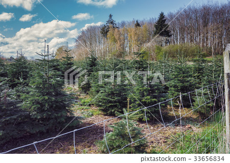 A tree farm growing Christmas trees 33656834
