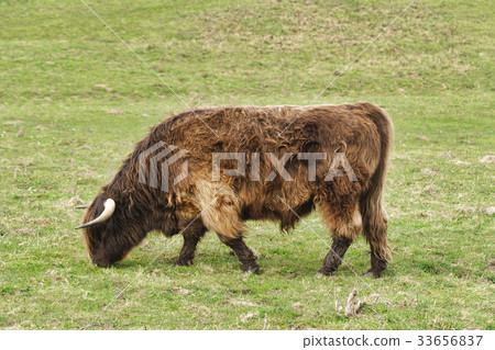 Highland cattle on the meadow 33656837