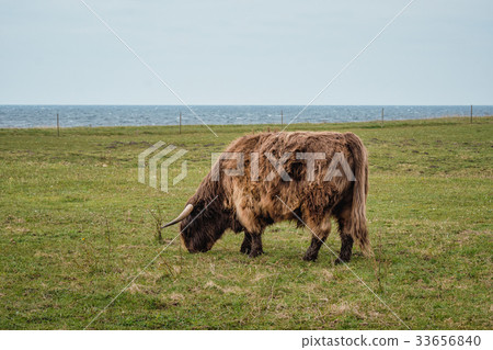 Highland cattle on the meadow 33656840