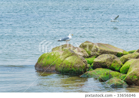 Sea gull at the beach Sea gull at the beach 33656846