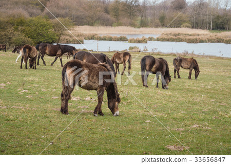 Exmoor ponies in Denmark 33656847