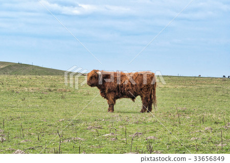 Highland cattle on the meadow 33656849