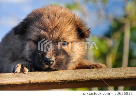 sleep puppy 33656855