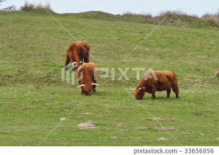 Highland cattle on the meadow 33656856