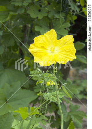 Loofah flowers 33656935