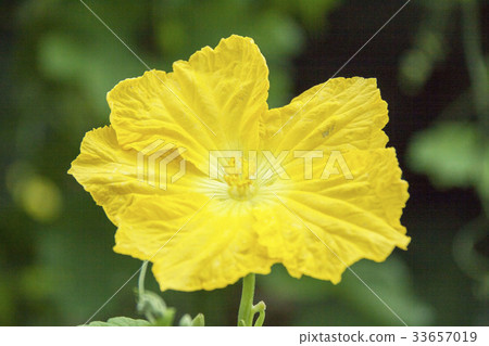 Loofah flowers 33657019
