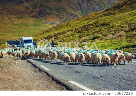 Sheeps on road Sheeps on road 33657229