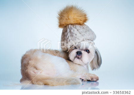 Shih tzu dog 33658362