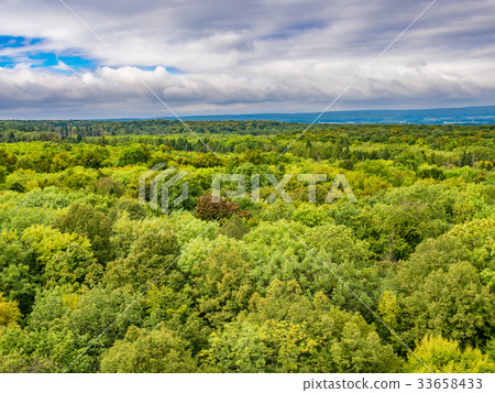 Beech primary forest Heinig National Park Germany Beech primary forest Heinig National Park Germany 33658433