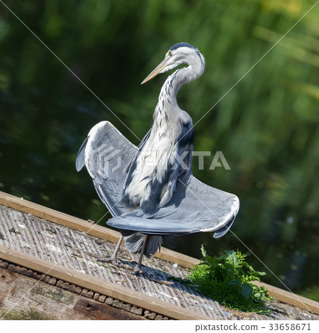 Great blue heron standing Great blue heron standing 33658671