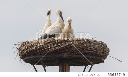 White stork sitting on a nest 33658749