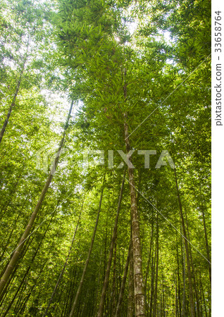 竹子 33658764
