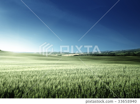 Green field of wheat in Tuscany, Italy Green field of wheat in Tuscany, Italy 33658940