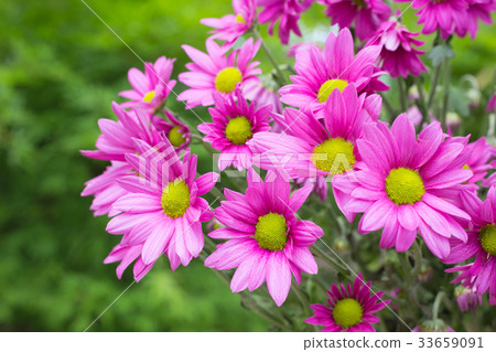 圖庫照片: beautiful chrysanthemum flowers