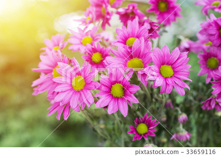 Beautiful chrysanthemum flowers Beautiful chrysanthemum flowers 33659116