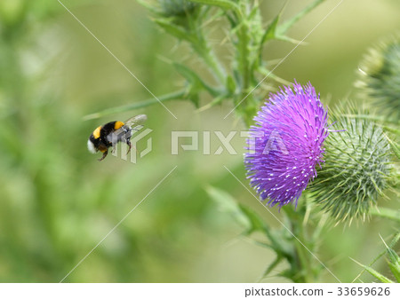 Bee bee flower 33659626