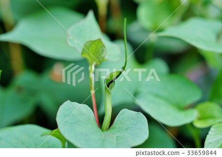 Karasbyshak flower 33659844