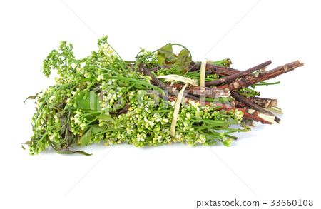 Siamese neem tree, Nim, Margosa, Quinine 33660108