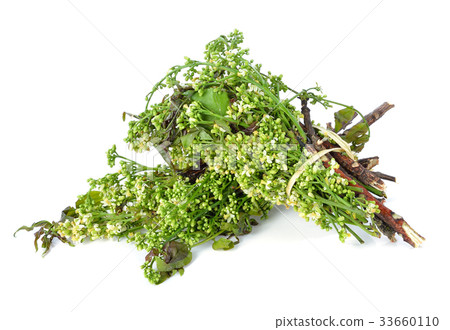 Siamese neem tree, Nim, Margosa, Quinine 33660110