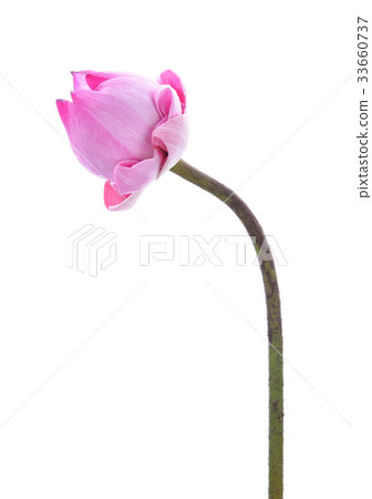 Pink lotus on white background Pink lotus on white background 33660737