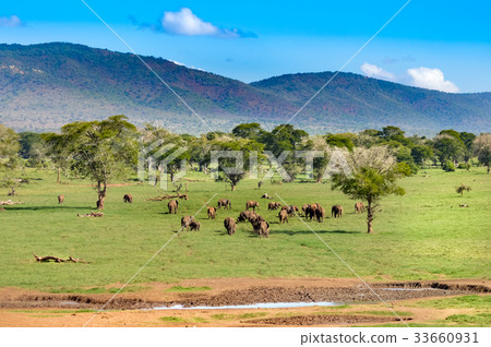 Herd of elephants come to refresh Herd of elephants come to refresh 33660931
