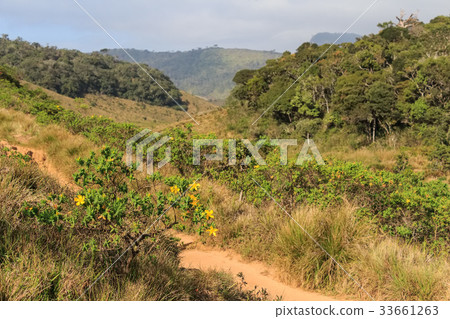 Scenic path in Horton Plains 33661263
