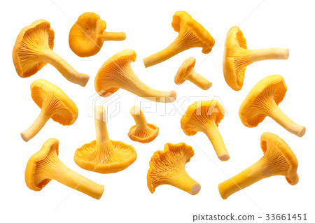 Chanterelles Cantharellus cibarius mushrooms,paths 33661451