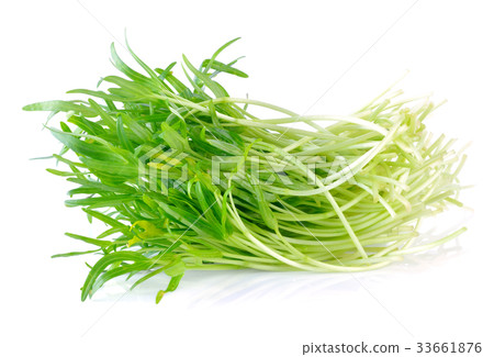 Morning glory seedlings on white background 33661876