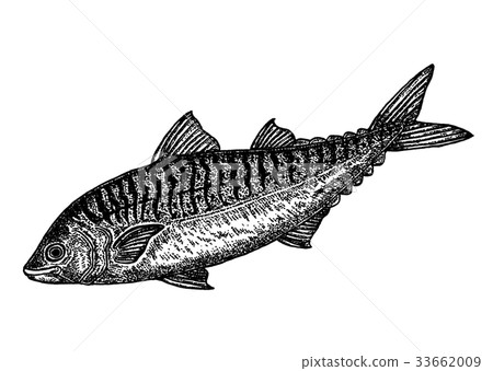 mackerel 33662009