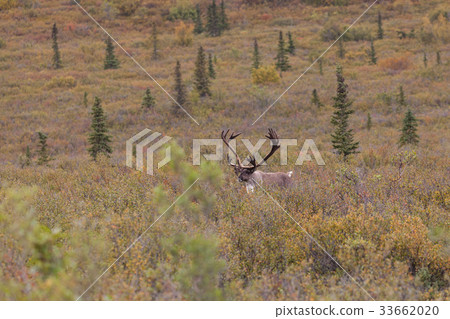 Barren Ground Caribou Bull in Velvet Barren Ground Caribou Bull in Velvet 33662020