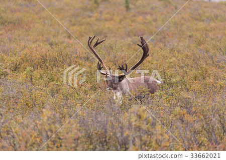 Barren Ground Caribou Bull in Velvet 33662021