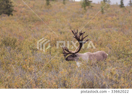 Barren Ground Caribou Bull in Velvet Barren Ground Caribou Bull in Velvet 33662022