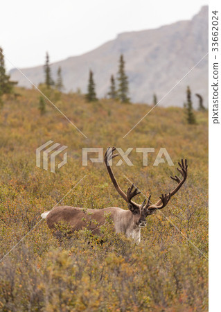 Barren Ground Caribou Bull in Velvet Barren Ground Caribou Bull in Velvet 33662024
