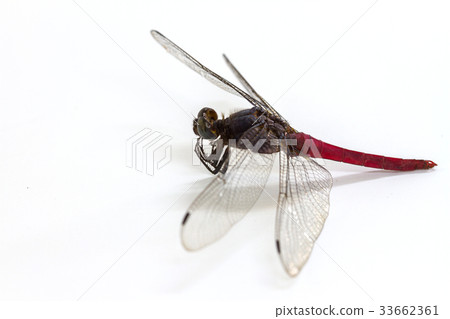 dragonfly isolated on a white background dragonfly isolated on a white background 33662361