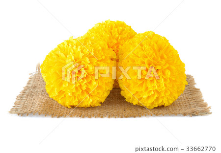 Marigold flower on white background 33662770