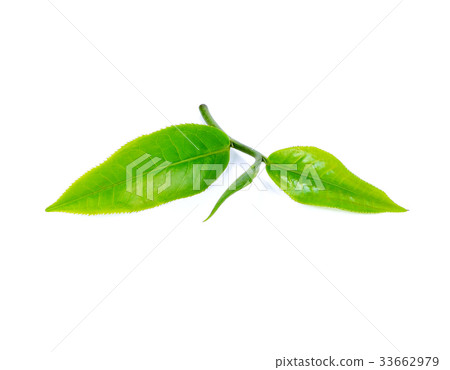 tea leaf isolated on white background tea leaf isolated on white background 33662979