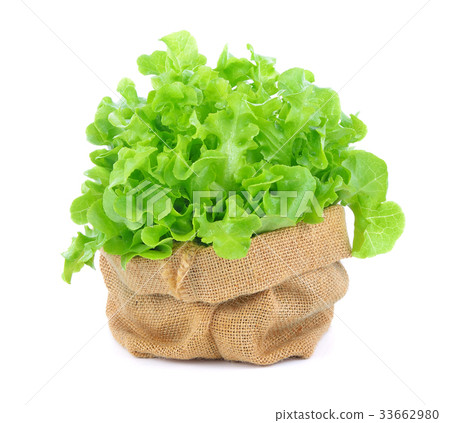 Green oak lettuce on white background Green oak lettuce on white background 33662980