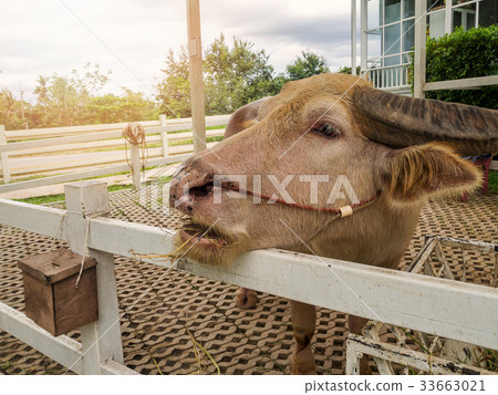 Thai albino water buffalo eating straw Thai albino water buffalo eating straw 33663021