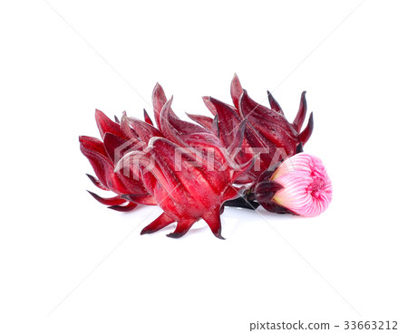 Hibiscus sabdariffa or roselle fruits isolated Hibiscus sabdariffa or roselle fruits isolated 33663212